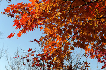 Autumn maple leaves on Namsan-gil, Seoul, Korea