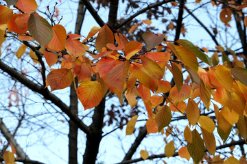 Autumn maple leaves on Namsan-gil, Seoul, Korea