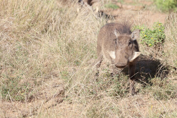 Warzenschwein / Warthog / Phacochoerus africanus