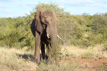 Obraz premium Afrikanischer Elefant / African elephant / Loxodonta africana