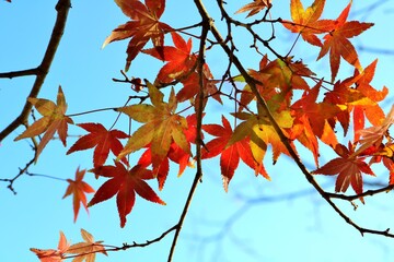 もみじ　彩　秋　風景