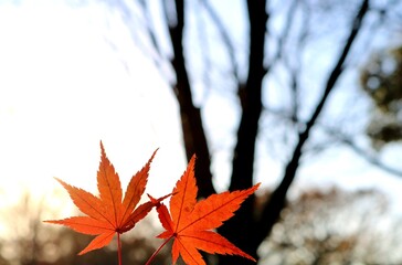 もみじ　秋　風情　紅葉　風景