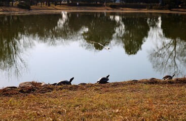 寛ぐ亀たち　秋　池　風景
