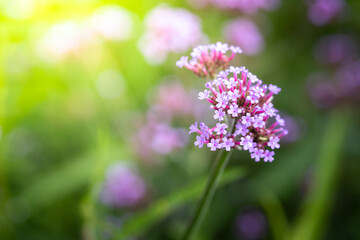 The background image of the colorful flowers