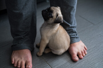 Tiny adorable Pug puppy sitting at feet of man