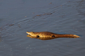 Nilkrokodil / Nile Crocodile / Crocodylus Niloticus