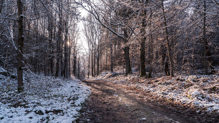 Leśna droga pokryta śniegiem o poranku