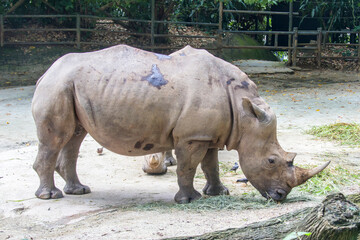 Naklejka premium The white rhinoceros (Ceratotherium simum) is the largest extant species of rhinoceros. It has a wide mouth used for grazing and is the most social of all rhino species.