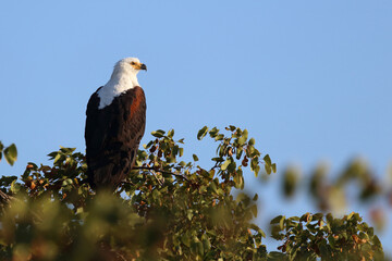 Afrikanischer Schreiseeadler / African fish-Eagle / Haliaeetus vocifer.