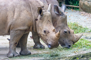 Obraz premium The white rhinoceros (Ceratotherium simum) is the largest extant species of rhinoceros. It has a wide mouth used for grazing and is the most social of all rhino species.