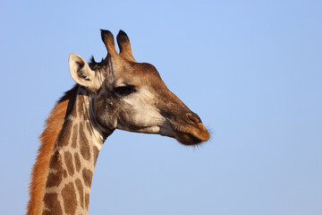 Obraz premium Giraffe / Giraffe / Giraffa Camelopardalis