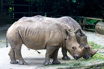 Naklejka premium The white rhinoceros (Ceratotherium simum) is the largest extant species of rhinoceros. It has a wide mouth used for grazing and is the most social of all rhino species.