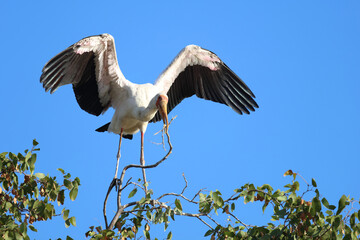 Nimmersatt / Yellow-billed stork / Mycteria ibis