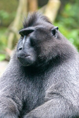 The Celebes crested macaque (Macaca nigra) is an Old World monkey that lives in the Tangkoko reserve in the northeastern tip of the Indonesian island of Sulawesi.