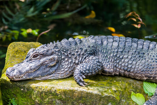 The closeup image of Chinese alligator (Alligator sinensis).
A critically endangered crocodile endemic to China. 
Dark gray or black in color with a fully armored body.