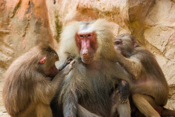Two Hamadryas baboons (Papio hamadryas) are looking for lice for a male one. 
It is a species of baboon from the Old World monkey family. It appears in various roles in ancient Egyptian religion.