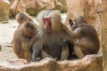 Two Hamadryas baboons (Papio hamadryas) are looking for lice for a male one. 
It is a species of baboon from the Old World monkey family. It appears in various roles in ancient Egyptian religion.
