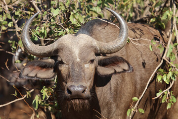 Kaffernbüffel / Buffalo / Syncerus caffer