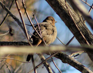California Towhee