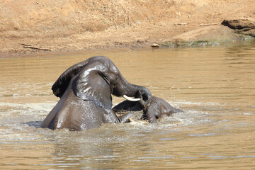 Afrikanischer Elefant im Mphongolo River/ African elephant in Mphongolo River / Loxodonta africana.