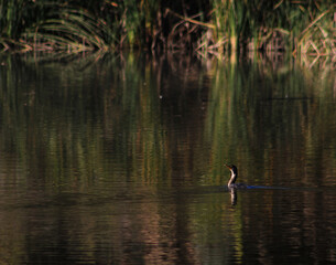 Western Grebe
