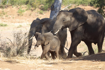 Naklejka premium Afrikanischer Elefant / African elephant / Loxodonta africana.