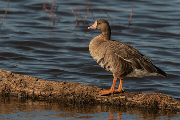 Greater White-Fronted Goose Standing on a Log in the Water Side View