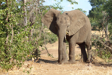 Afrikanischer Elefant / African elephant / Loxodonta africana