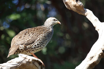 Natalfrankolin / Natal francolin / Francolinus natalensis.