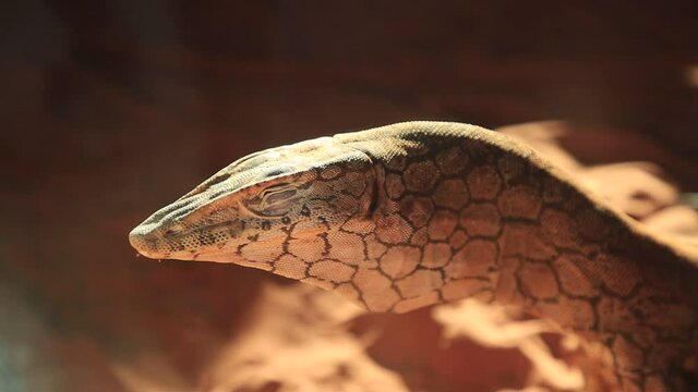 head of Perentie, Varanus giganteus, the largest monitor lizard or goanna native to Australia, and fourth-largest living lizard on earth. Desert Park at Alice Springs, Northern Territory.