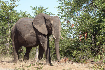Fototapeta premium Afrikanischer Elefant / African elephant / Loxodonta africana