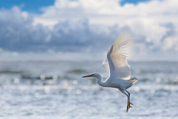 海辺を飛ぶシラサギ
