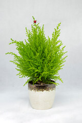 jardineria, botanica, verde, plantas y flores 