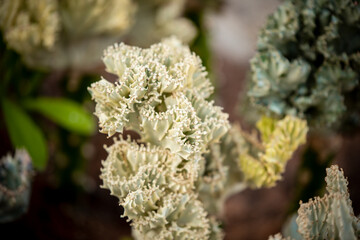 cactus on blur background