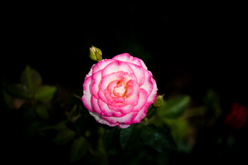 beautiful rose flower on blur background 