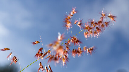 a reeds in bloom with the sky in the background in the morning in the fall