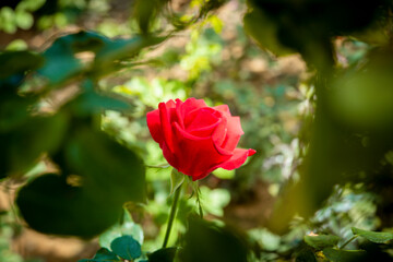 beautiful rose flower on blur background 