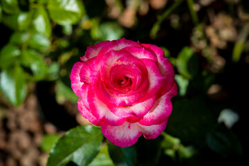 beautiful rose flower on blur background 