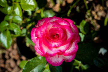 beautiful rose flower on blur background 