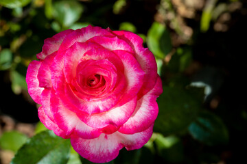 beautiful rose flower on blur background 