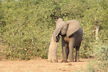 Obraz premium Afrikanischer Elefant / African elephant / Loxodonta africana.