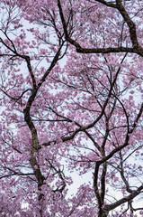 Full of bloom on Japanese Sakura