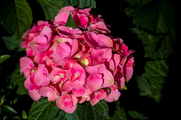 background: closeup of a flower of a hydrangea plant, great color, photographed in a flower exhibition, autumn,