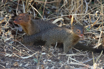 Schlankmanguste / Slender mongoose / Galerella sanguinea.