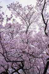 Full of bloom on Japanese Sakura