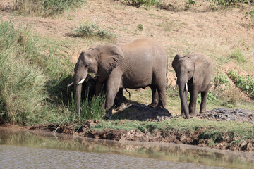 Afrikanischer Elefant am Olifants River / African elephant at Olifants River / Loxodonta africana