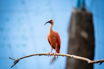 orange crane bird on blur background 