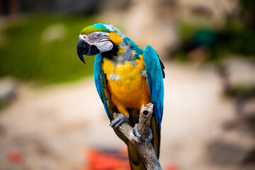 a long-tailed macaw parrot with colorful feathers. Macaw bird close up.Blue-yellow macaw parrot portrait. has a background of nature Soft focus with blurred background.