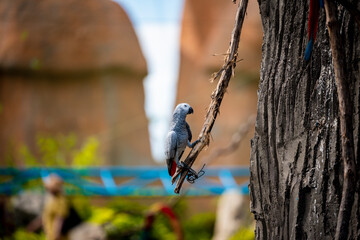 a long-tailed macaw parrot with colorful feathers. Macaw bird close up.Blue-yellow macaw parrot portrait. has a background of nature Soft focus with blurred background.