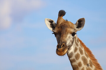 Obraz premium Giraffe / Giraffe / Giraffa Camelopardalis